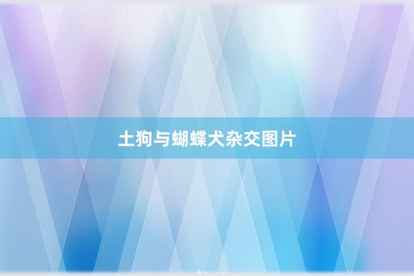 土狗与蝴蝶犬杂交图片